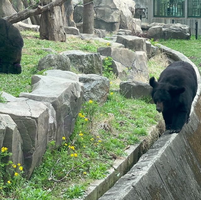 探險首爾大公園 🚡🦓🏞️
