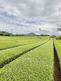 Osulloc Tea Museum - Jeju, S. Korea