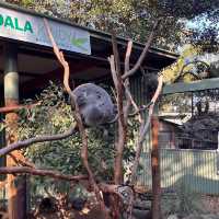 시드니 야생동물원 추천 Featherdale Sydney Wildlife Park