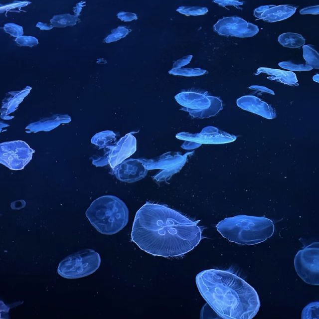 ⚓️墨田水族館🛥️與海洋生物的奇妙相遇🐠