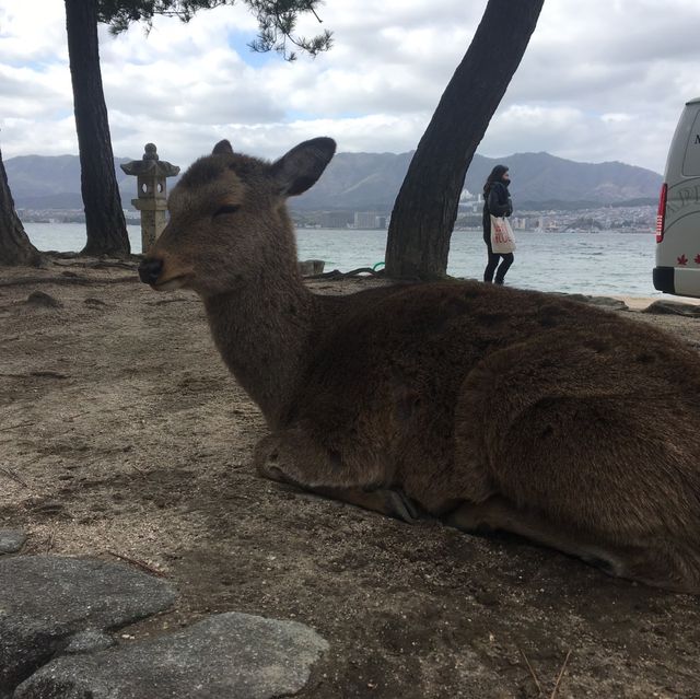 【広島観光〜厳島神社〜】