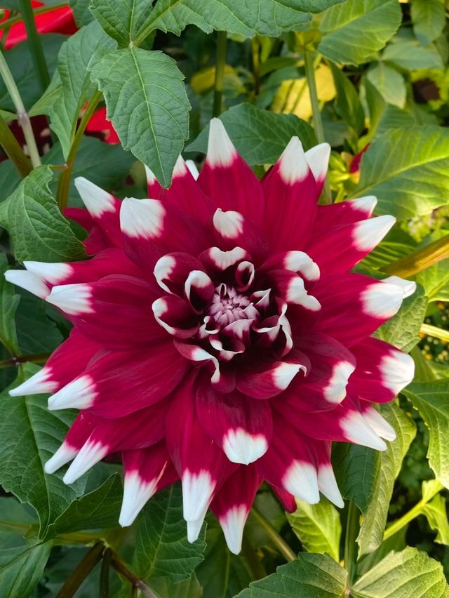 Dahlia Dreams 2024