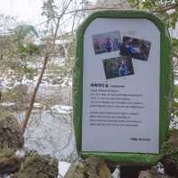 제주 겨울 숲의 진수