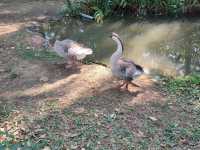 隱身在公園裡的動物園-新竹市立動物園