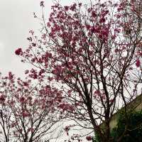 【香港首個木化石公園】佔地7萬平方英呎，適合親子探索科學知識