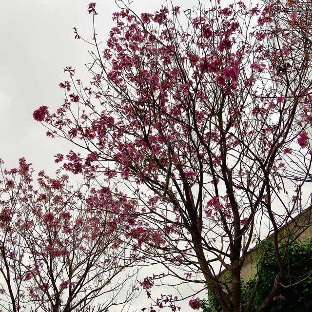【香港首個木化石公園】佔地7萬平方英呎，適合親子探索科學知識