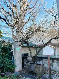 【新宿下落合氷川神社/東京都】歴史深い神社と河津桜