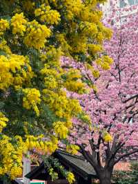 【東京】蔵前神社の早咲き桜とミモザの絶景コラボ