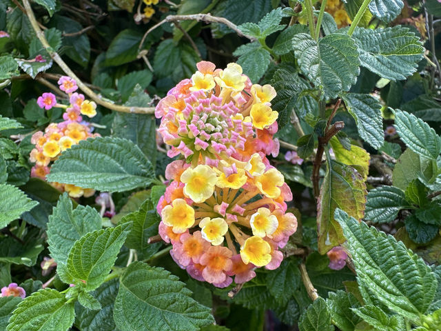 香港好去處．坐港鐵屯馬線去賞櫻(二)．馬鞍山恆明街  坐 #港鐵屯馬線 除了可以去天水圍公園賞櫻，還可以去 #馬鞍山 #恆明街休憩處 #賞櫻。  在 #恆安站 下車，經A出口步行約5分鐘便