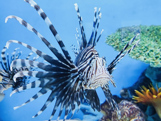 Cebu Ocean Park Cebu Ocean Park