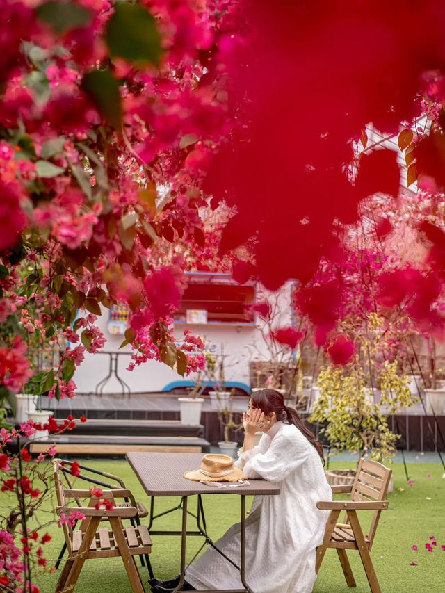 ブーゲンビリアが咲き誇る絶好のフォトスポット🌺✨
