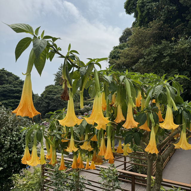 泰國清邁美到翻的茵他儂國家公園一日遊