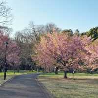 東京🇯🇵小金井公園🌸賞櫻花