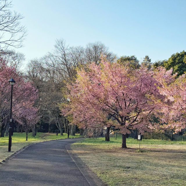 東京🇯🇵小金井公園🌸賞櫻花