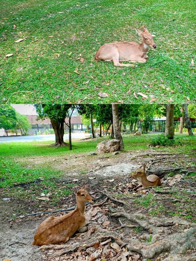 🇹🇭 Khao Kheow Open Zoo