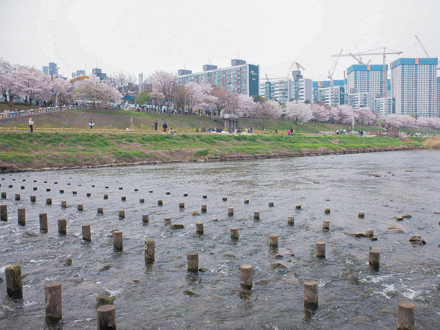 서울 벚꽃명소 지금이 절정! 안양천 벚꽃길🌸