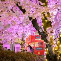 Beautiful Cherry Blossom of E-World at Night 