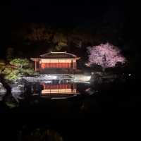 京都二條城夜櫻 Naked Sakura 