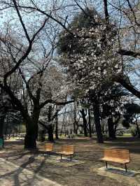 東京賞櫻好去處🌸 光之丘公園🌻🌱🌲