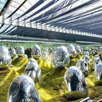 🇯🇵【東京】teamLab Planets TOKYO