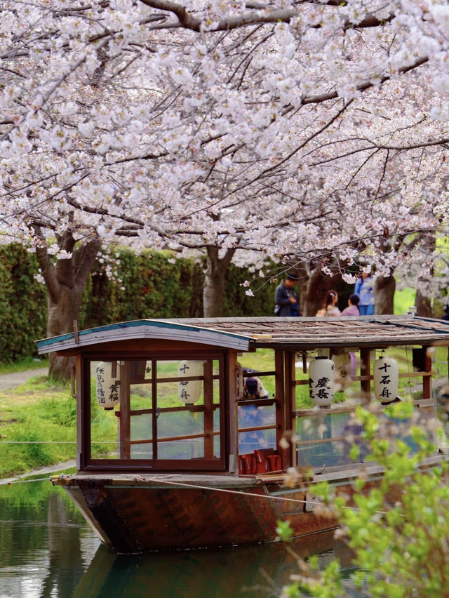 一度は乗りたい🚣‍♀️伏見十石舟☺️🌸🚣‍♀️