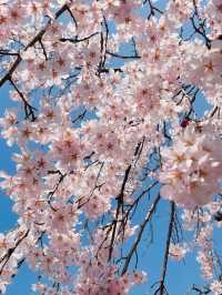 아련함 가득한 수양벚꽃 보고 가세요🌸