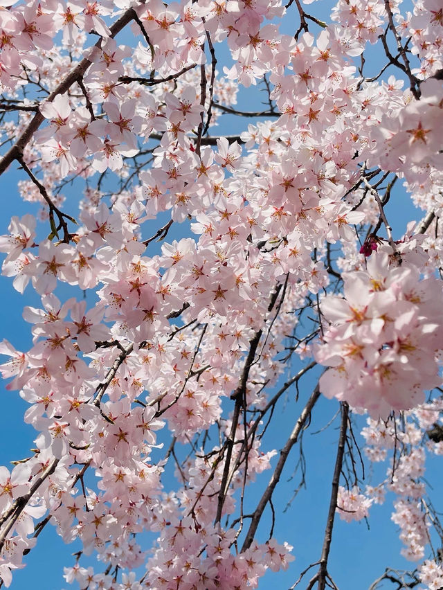 아련함 가득한 수양벚꽃 보고 가세요🌸