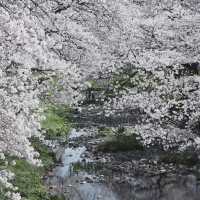 石屋川公園：追尋櫻花美景的絕佳去處