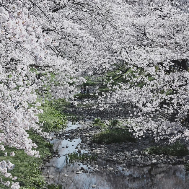 石屋川公園：追尋櫻花美景的絕佳去處
