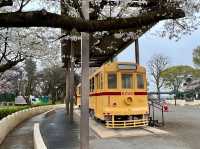 【東京】飛鳥山公園：櫻花🌸賞景，3月底-4月上旬最佳