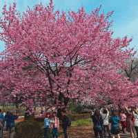 🎏Sakura Iwakura Festival🎏