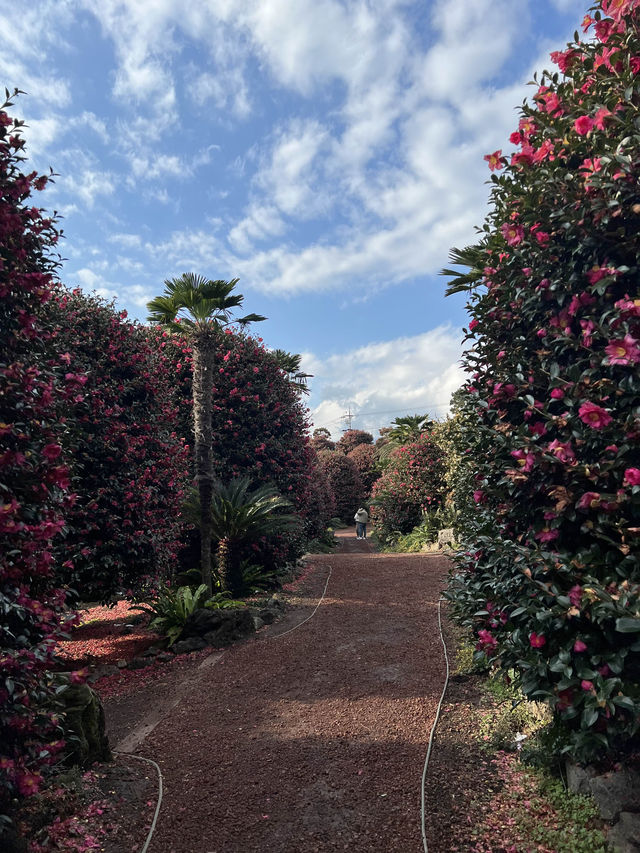 겨울에 빠질 수 없는 제주 동백이 가득한 동백수목원🌺