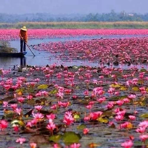 Red lotus 🪷 lake 