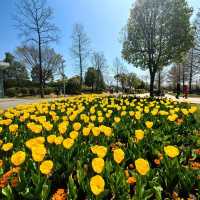 Spring blossom at Suncheon Bay Garden 🇰🇷