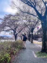 韓国🇰🇷地方への旅🚌全羅北道・南原市🌸見応えある🌸桜並木