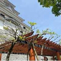 【佐賀観光】唐津城の藤の花を愛でに。。。