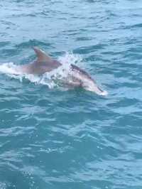 【天草観光】イルカに会える可能性90%以上🐬天草イルカウォッチング🐬