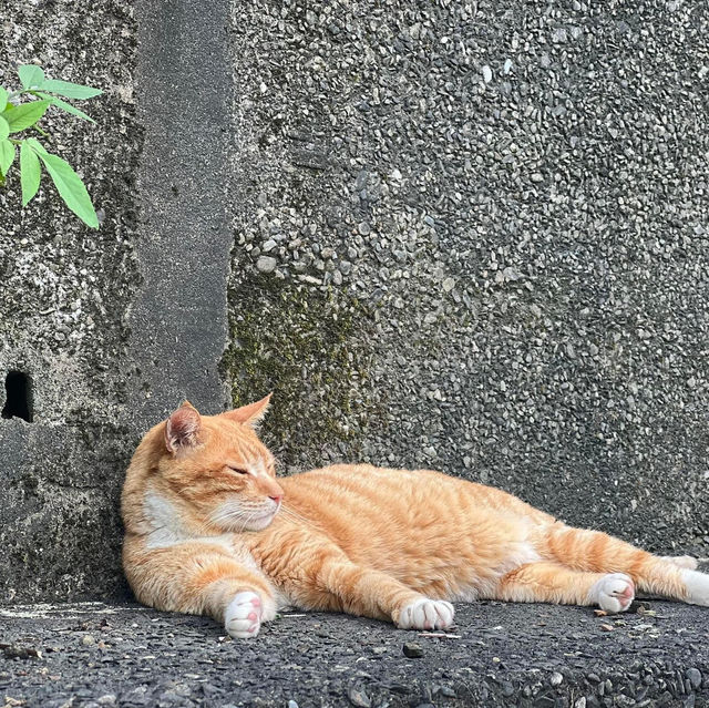 Houtong Cat Village หมู่บ้านแมวสุดน่ารัก