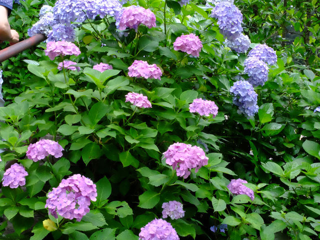 【東京近郊】‼️繡球花5月29日盛開見頃活動開始‼️@鎌倉長谷寺，六月必遊景點！