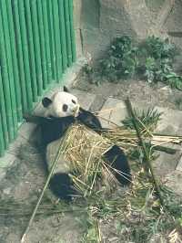 🐼 See the largest Giant Panda habitat