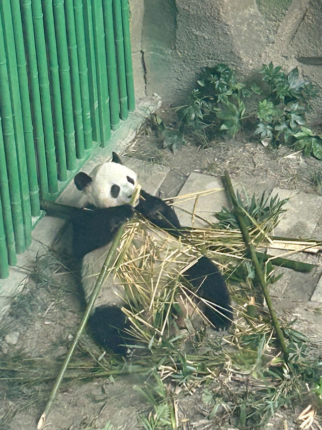 🐼 See the largest Giant Panda habitat