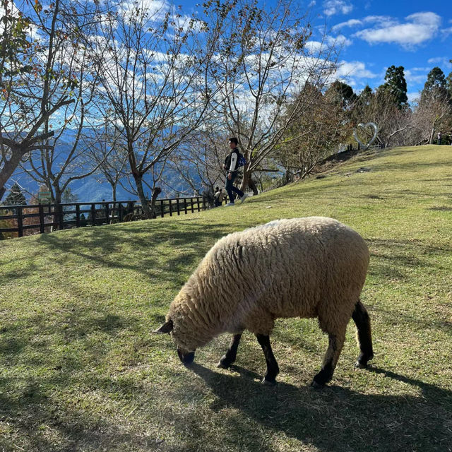 南牧場：原生態自然環境，深入感受島嶼魅力