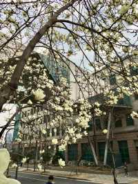 【首爾】延世大學：SKY之一的歷史悠久大學，感受濃厚的人文氣息
