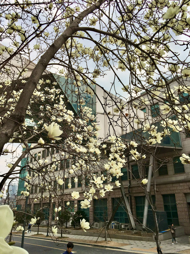 【首爾】延世大學：SKY之一的歷史悠久大學，感受濃厚的人文氣息
