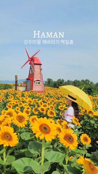 해바라기축제는 무조건 여기예요🌻