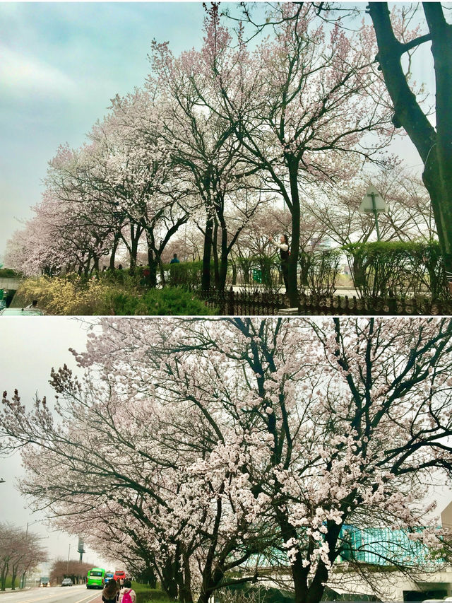 【首爾】韓國廣播系統大樓外的櫻花大道：如有天櫻花正開，沉浸在浪漫的春日氛圍之中