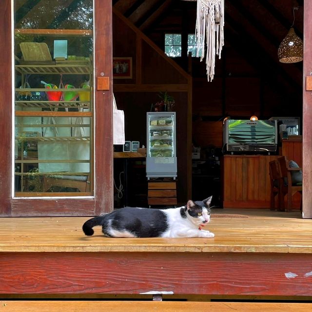 Cafe