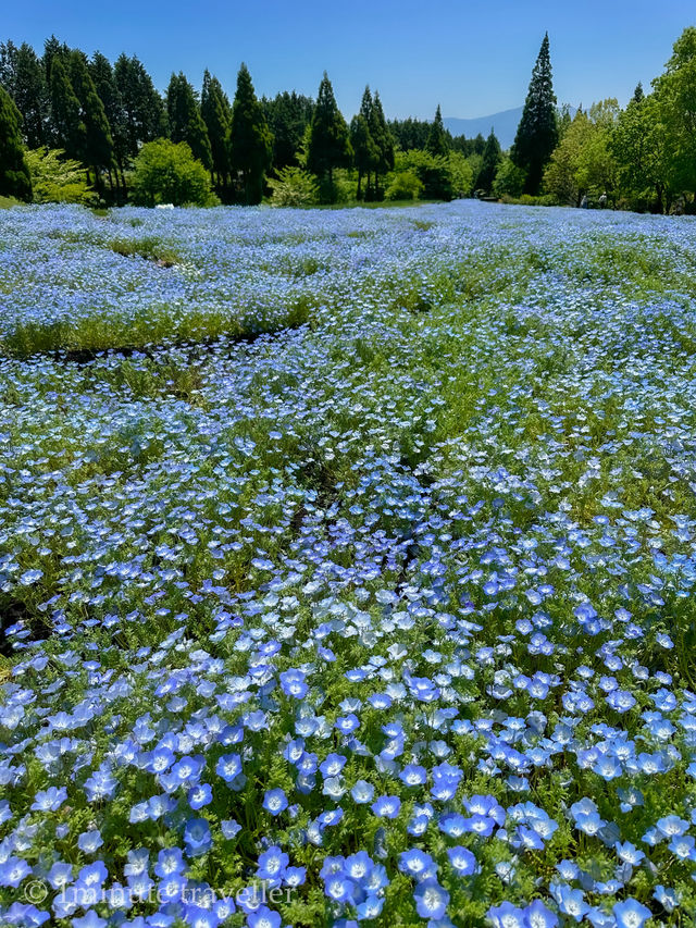 雄大な山々をバックに四季折々の花が咲く、くじゅう花公園