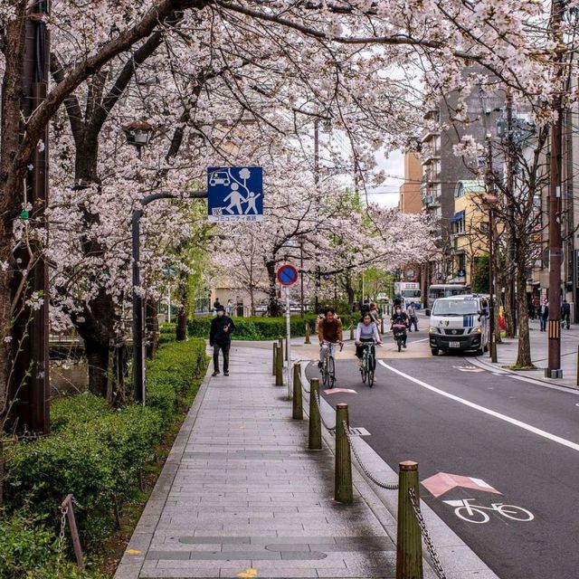 Explore Kyoto City Streets 🚶‍♂️✨