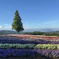 [兵庫県淡路市] 入場無料のお花畑！